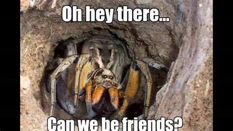 Memes / Spider